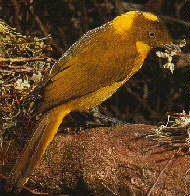 Golden Bowerbird.jpg (11955 bytes)