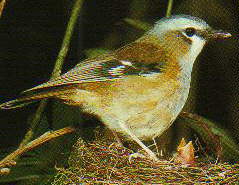 Grey-headed Robin.jpg (12689 bytes)